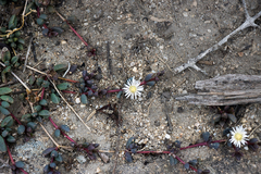 Delosperma subpetiolatum