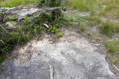 Delosperma subpetiolatum