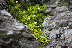 Delosperma tradescantioides