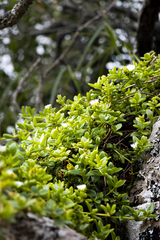 Delosperma tradescantioides