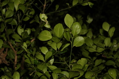 Citrus australis