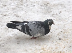 Columba livia domestica