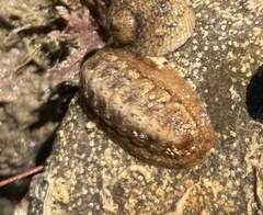 Ischnochiton cariosus