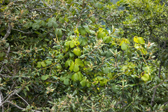 Dioscorea dregeana