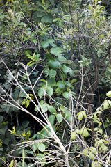 Dioscorea dregeana