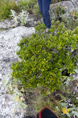 Diospyros scabrida
