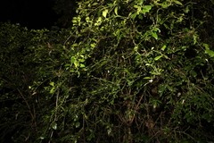 Citrus australis