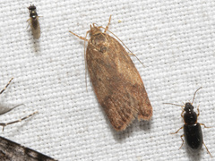 Oligoloba severa