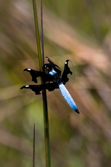 Palpopleura portia