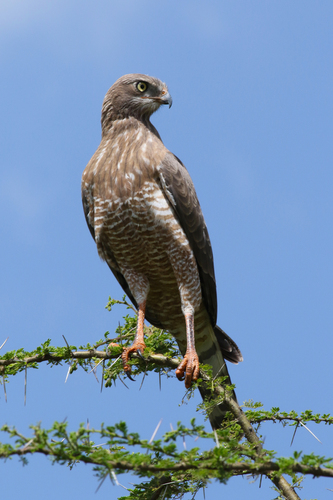 Dark Chanting-Goshawk