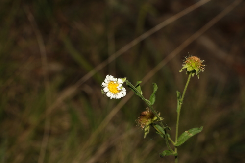 Image of Calotis dentex by (c) Greg Tasney, some rights reserved (CC BY-SA)