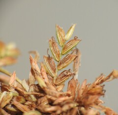 Cyperus fulvus