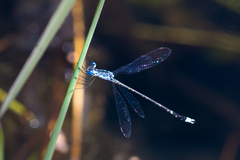 Lestes tridens