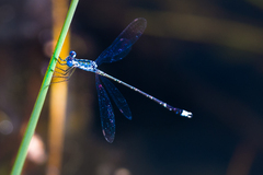 Lestes tridens