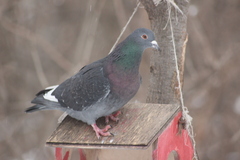 Columba livia domestica