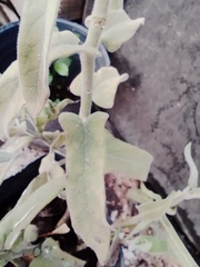 Oxypetalum solanoides