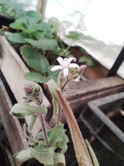 Oxypetalum solanoides