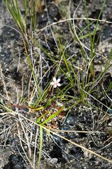 Drosera natalensis