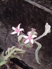 Oxypetalum solanoides