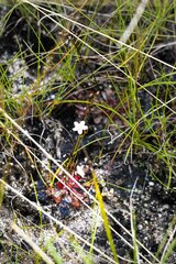Drosera natalensis