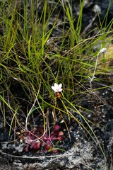 Drosera natalensis