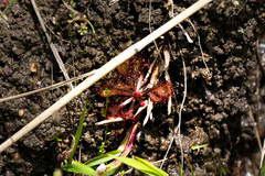 Drosera natalensis