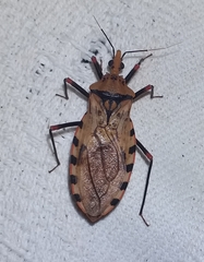 Panstrongylus geniculatus