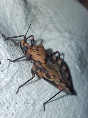 Panstrongylus geniculatus