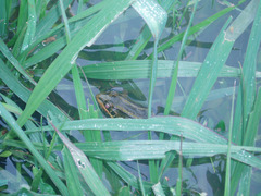 Leptodactylus luctator