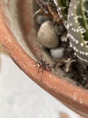 Rhynocoris iracundus