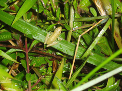 Scinax
