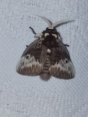 Megalopyge albicollis