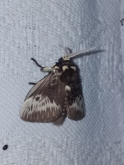 Megalopyge albicollis
