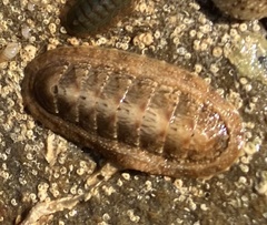 Ischnochiton cariosus