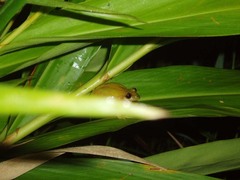 Scinax