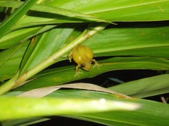Scinax