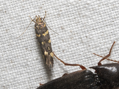 Macrobathra myriophthalma