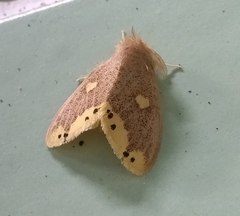 Euproctis quadrangularis