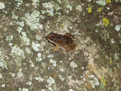 Physalaemus cuvieri