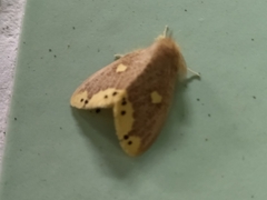 Euproctis quadrangularis