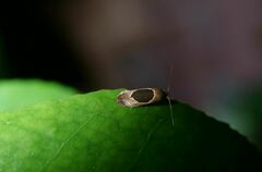 Hoplomorpha abalienella