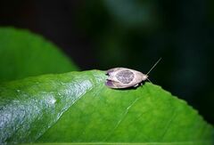 Hoplomorpha abalienella