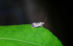 Hoplomorpha abalienella