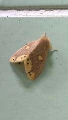 Euproctis quadrangularis