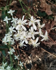 Angiospermae
