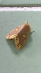 Euproctis quadrangularis