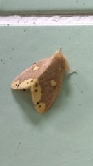 Euproctis quadrangularis