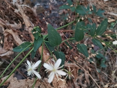 Angiospermae