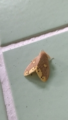 Euproctis quadrangularis