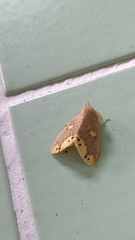 Euproctis quadrangularis